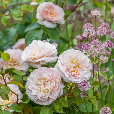Pianta di rosa Emily Brontë in fiore