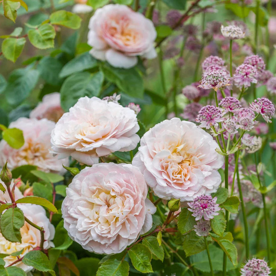 Pianta di rosa Emily Brontë in fiore