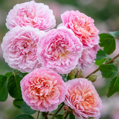 Dettaglio ravvicinato di rosa Eustacia Vye con petali rosa pesca
