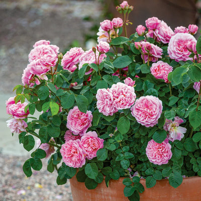 Pianta di rosa Eustacia Vye con abbondante fioritura rosa caldo