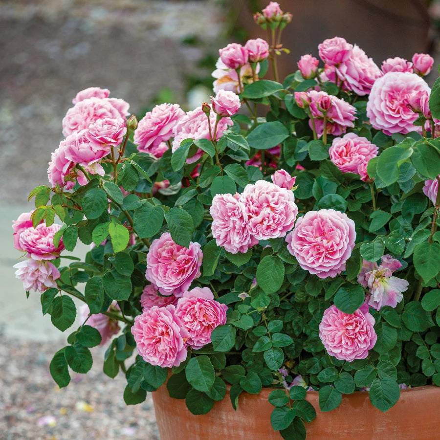 Pianta di rosa Eustacia Vye con abbondante fioritura rosa caldo
