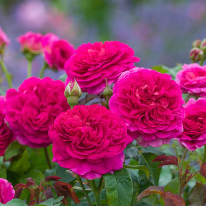 Rosa Gabriel Oak con grandi fiori rosa intenso