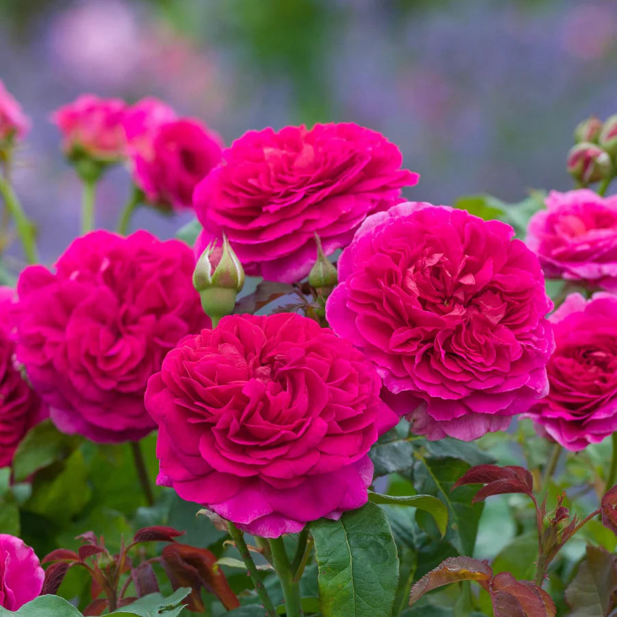 Rosa Gabriel Oak con grandi fiori rosa intenso