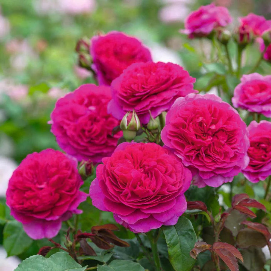 Dettaglio ravvicinato di rosa Gabriel Oak con petali rosa intenso