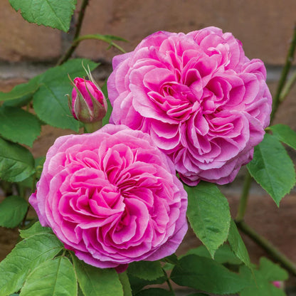 Rosa Gertrude Jekyll con grandi fiori rosa intenso