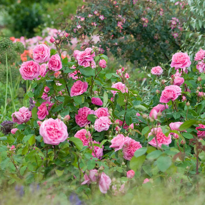 Rosa Gertrude Jekyll con grandi fiori rosa intenso coltivata in giardino