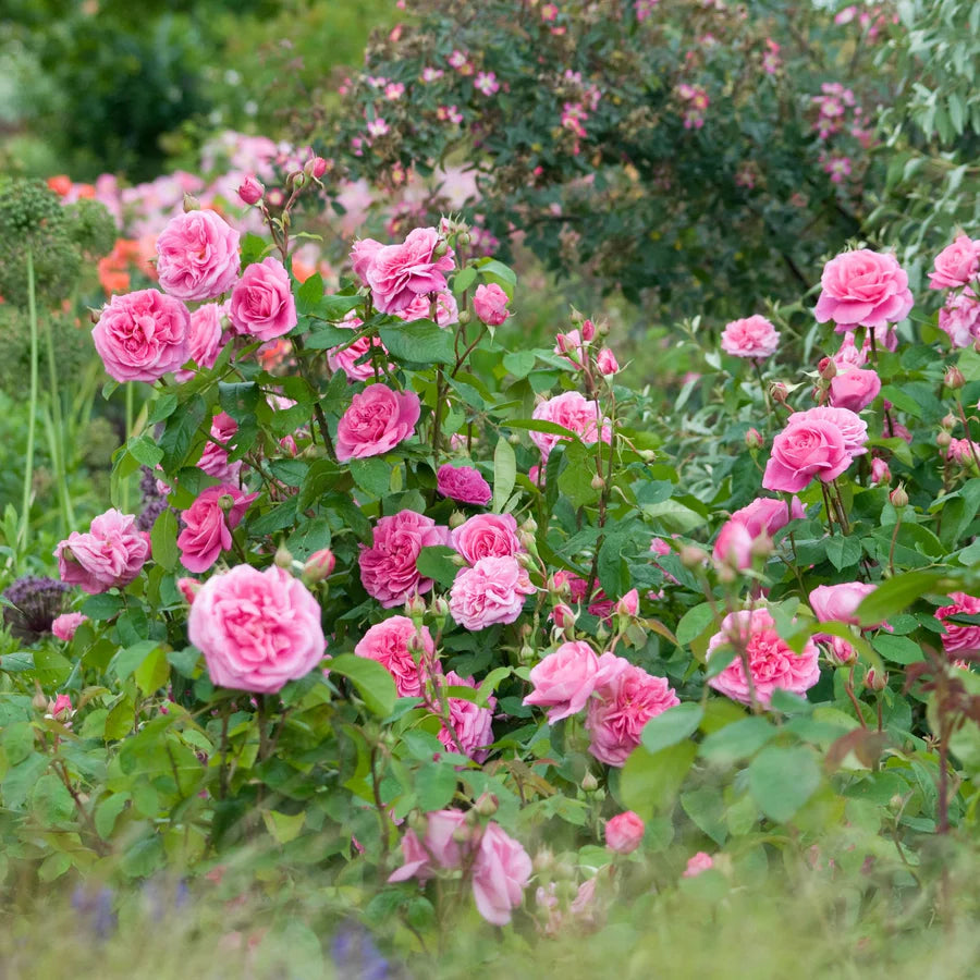 Rosa Gertrude Jekyll con grandi fiori rosa intenso coltivata in giardino