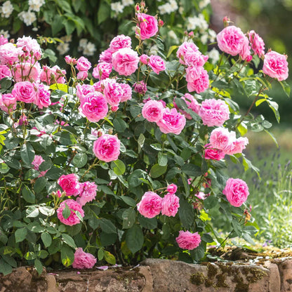Pianta di rosa Gertrude Jekyll con abbondante fioritura rosa