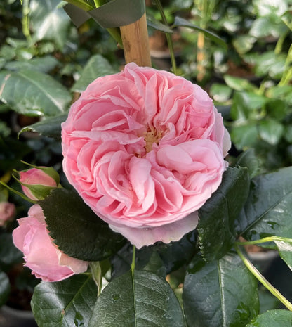 Dettaglio ravvicinato di rosa Giardina con petali rosa intenso