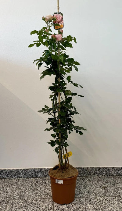 Pianta di rosa Giardina in vaso