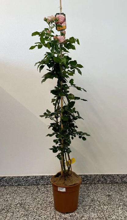 Pianta di rosa Giardina in vaso