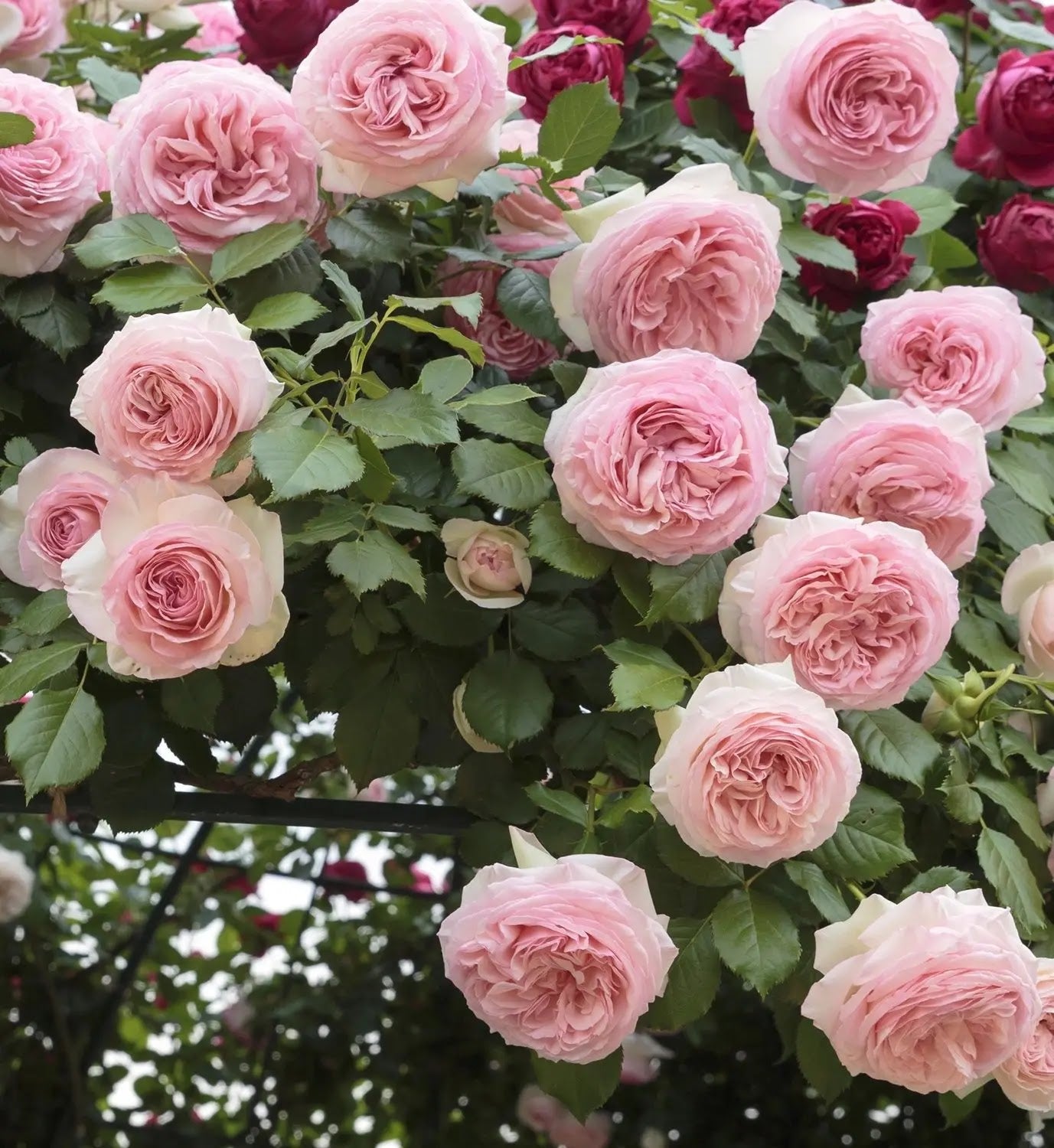Primo piano di rosa Giardina con grande fiore rosa aperto e petali eleganti