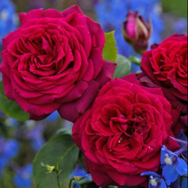 Rosa Gräfin Diana con grandi fiori rosso porpora vellutato