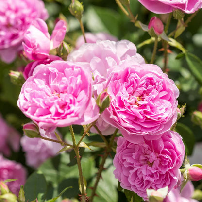 Rosa Harlow Carr con grandi fiori rosa 