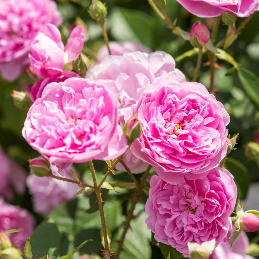 Rosa Harlow Carr con grandi fiori rosa 