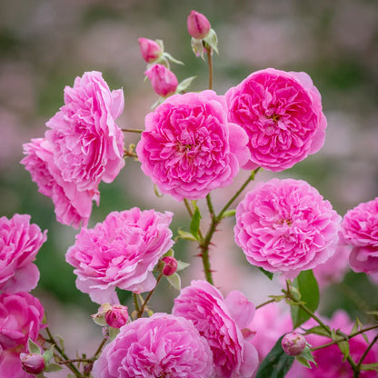 Primo piano di rosa Harlow Carr con grandi fiori rosa aperti