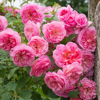 Rosa Hyde Hall con grandi fiori rosa tenue