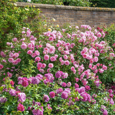 Pianta di rosa Hyde Hall con abbondante fioritura rosa chiaro e foglie verdi ornamentali