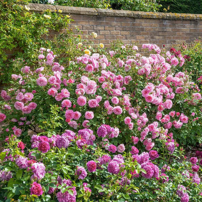 Pianta di rosa Hyde Hall con abbondante fioritura rosa chiaro e foglie verdi ornamentali