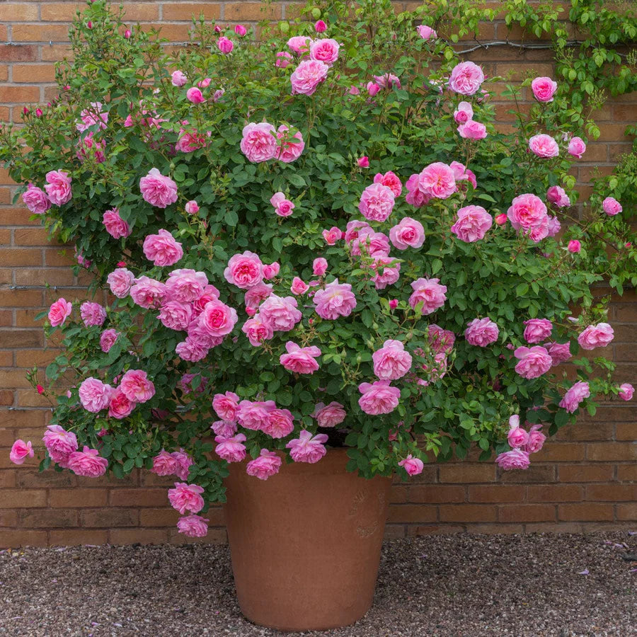 Rosa Hyde Hall con grandi fiori rosa tenue coltivata in vaso