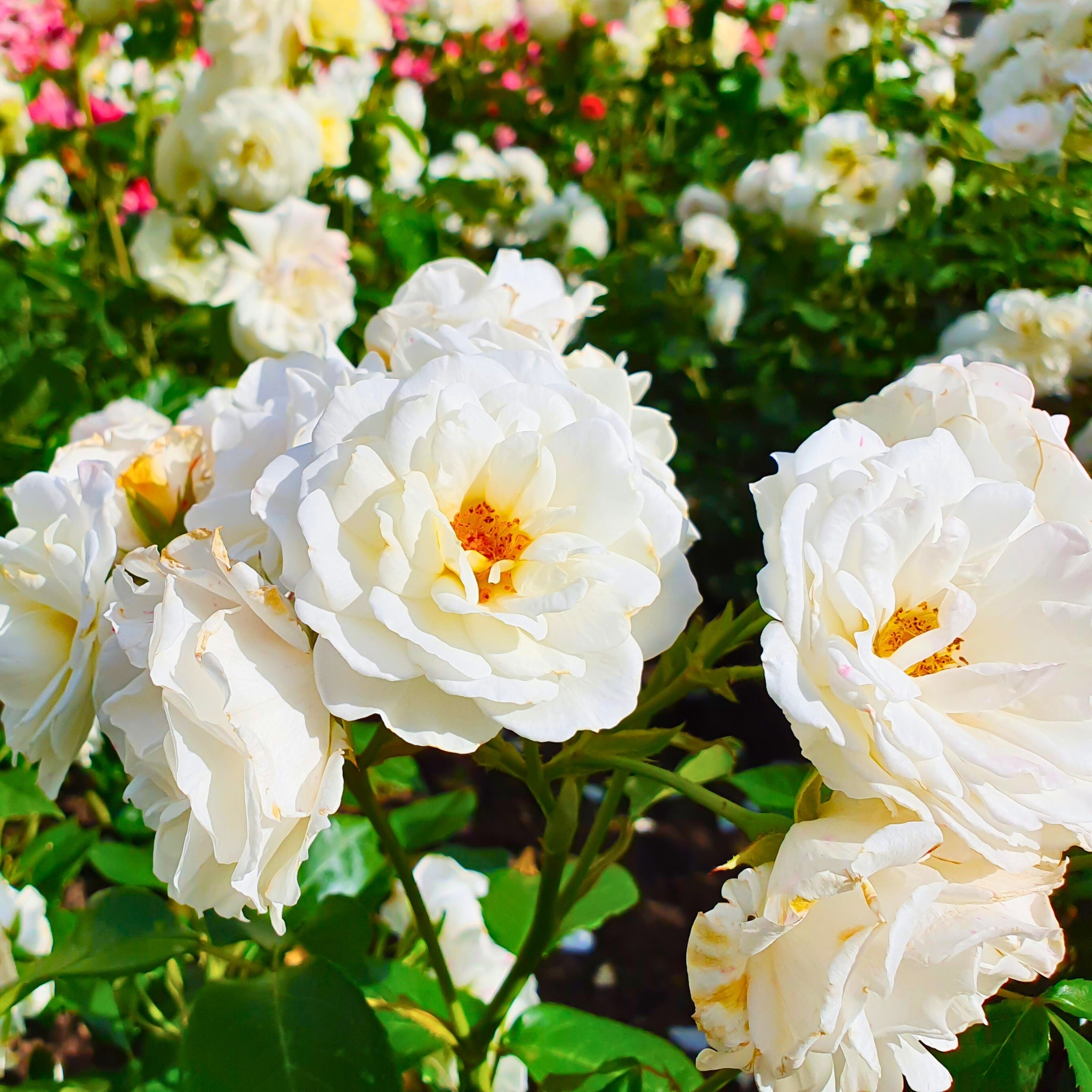 Dettaglio di fiore bianco della rosa Iceberg con petali delicati e luminosi