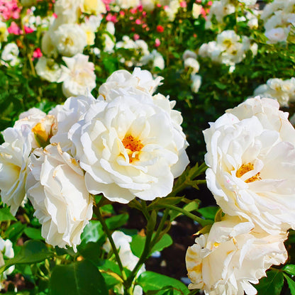 Dettaglio di fiore bianco della rosa Iceberg con petali delicati e luminosi
