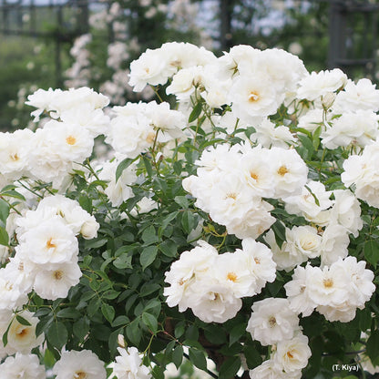 Dettaglio ravvicinato di rosa Iceberg con petali bianchi e fogliame verde lucido