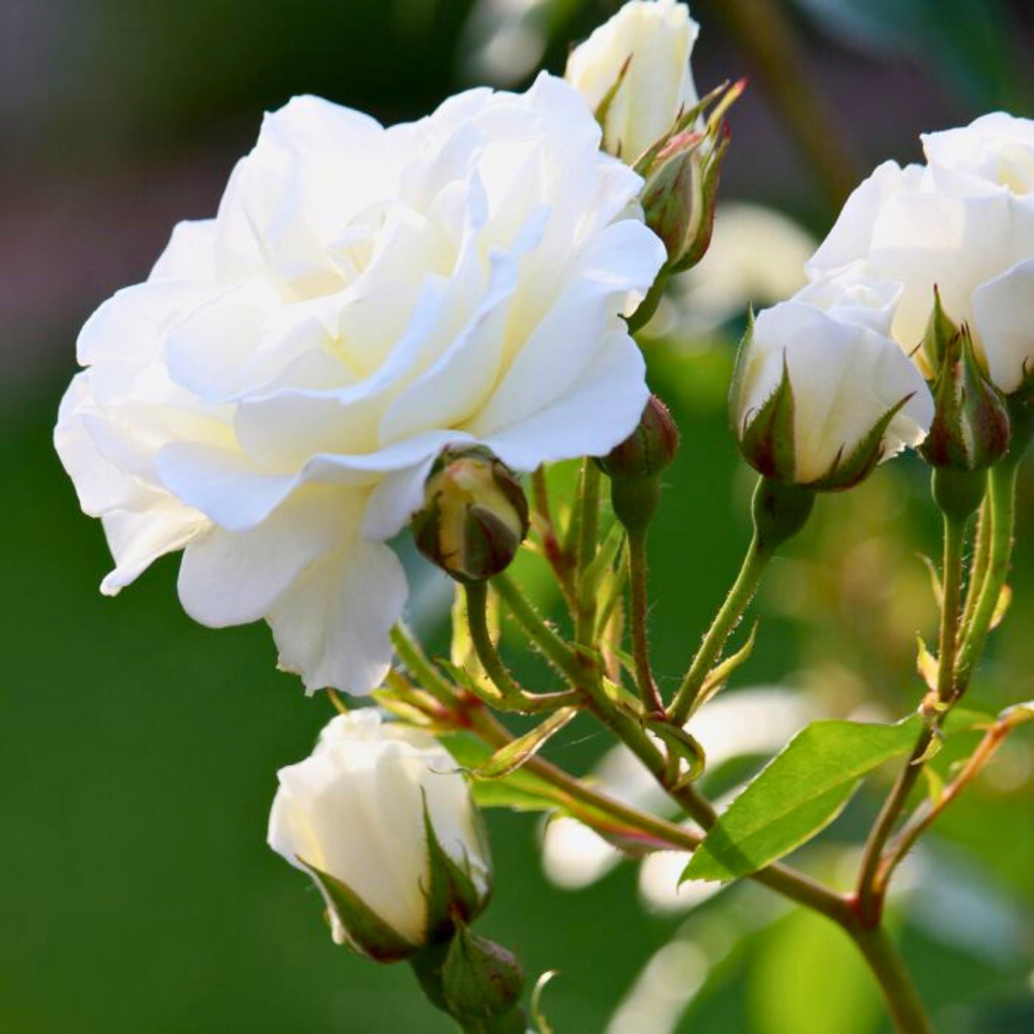 Dettaglio di fiore bianco della rosa Iceberg con petali delicati e luminosi