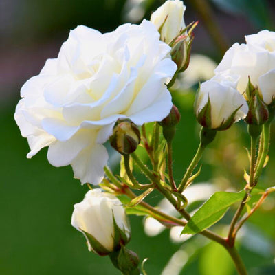 Dettaglio di fiore bianco della rosa Iceberg con petali delicati e luminosi