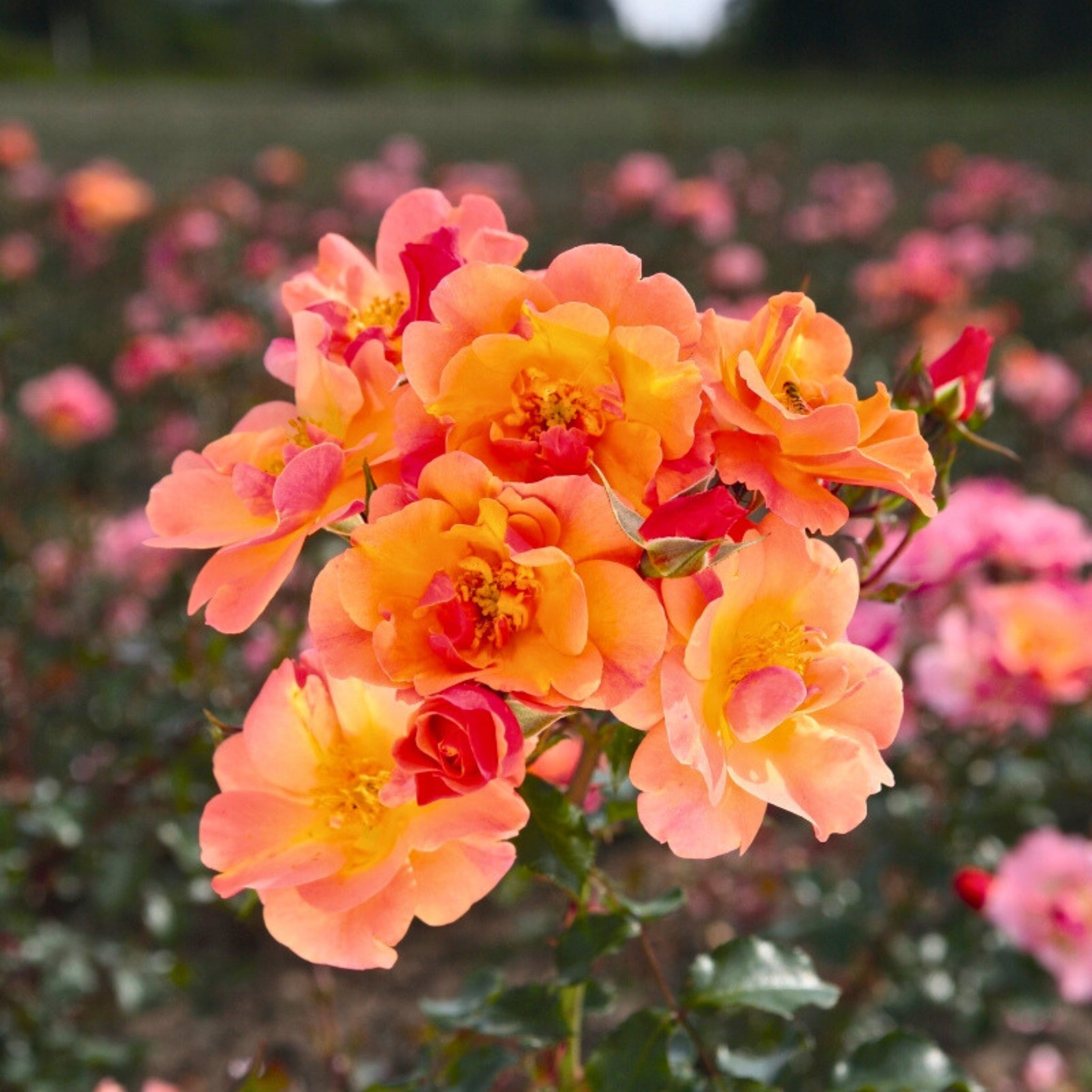 Dettaglio ravvicinato di rosa Jazz con petali arancio-bronzo