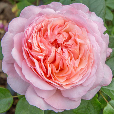 Rosa Jean de La Fontaine con grandi fiori rosa albicocca