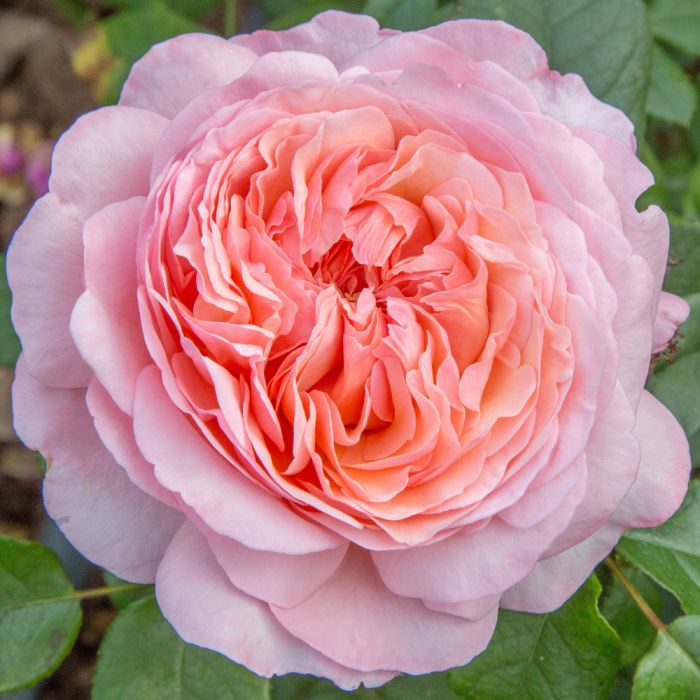 Rosa Jean de La Fontaine con grandi fiori rosa albicocca
