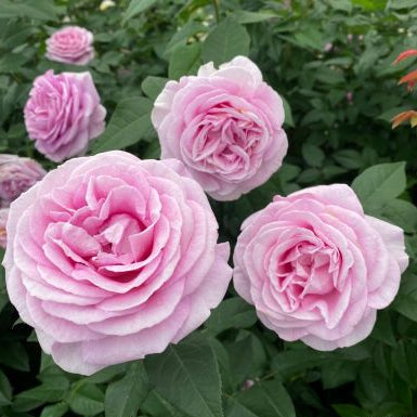 Rosa Königin Marie con grandi fiori rosa