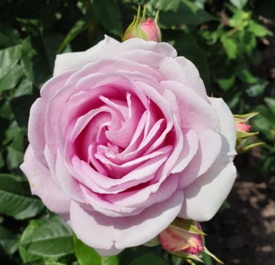 Primo piano di rosa Königin Marie con grande fiore rosa aperto