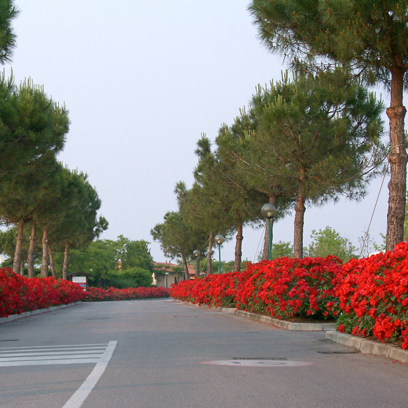 Abbondante fioritura rossa e foglie verdi ornamentali di Rosa paesaggistica ‘La Sevillana’