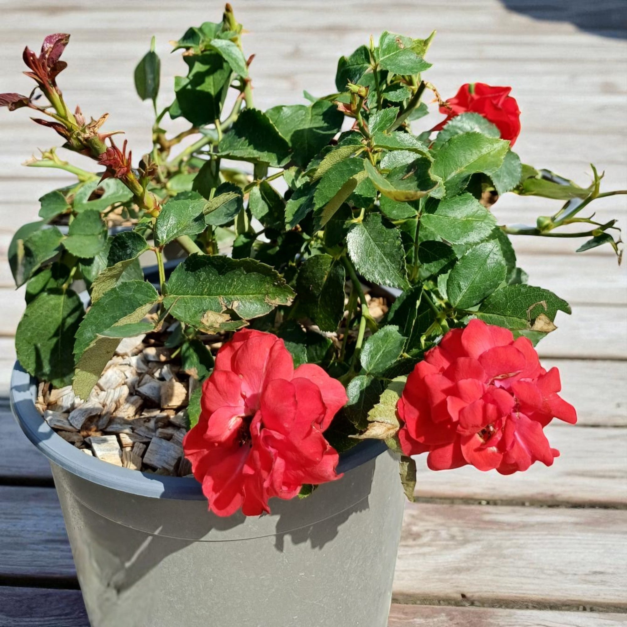 Pianta di rosa La Sevillana in vaso