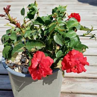 Pianta di rosa La Sevillana in vaso