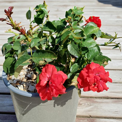 Pianta di rosa La Sevillana in vaso