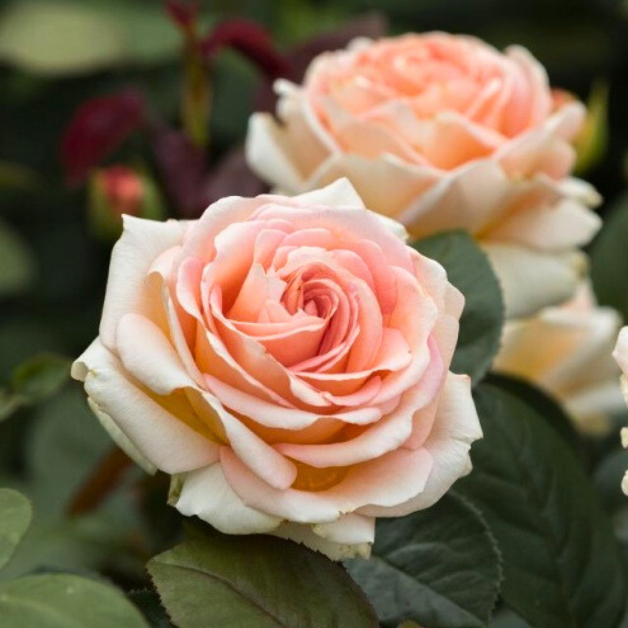 Rosa Lady Capri con grandi fiori albicocca-arancio
