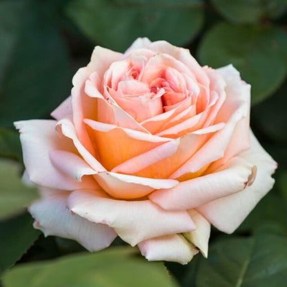 Dettaglio ravvicinato di rosa Lady Capri con petali arancio-albicocca