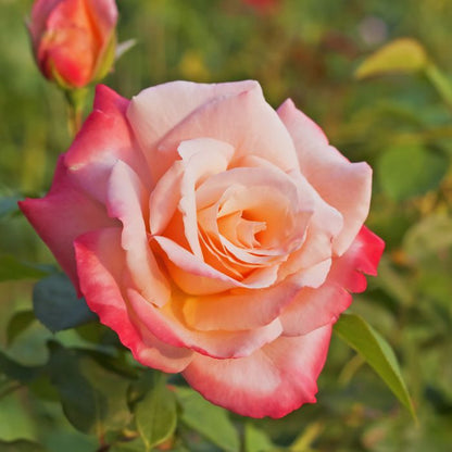 Rosa Laetitia Casta pesca e rosa con petali sfumati in fiore nel giardino.