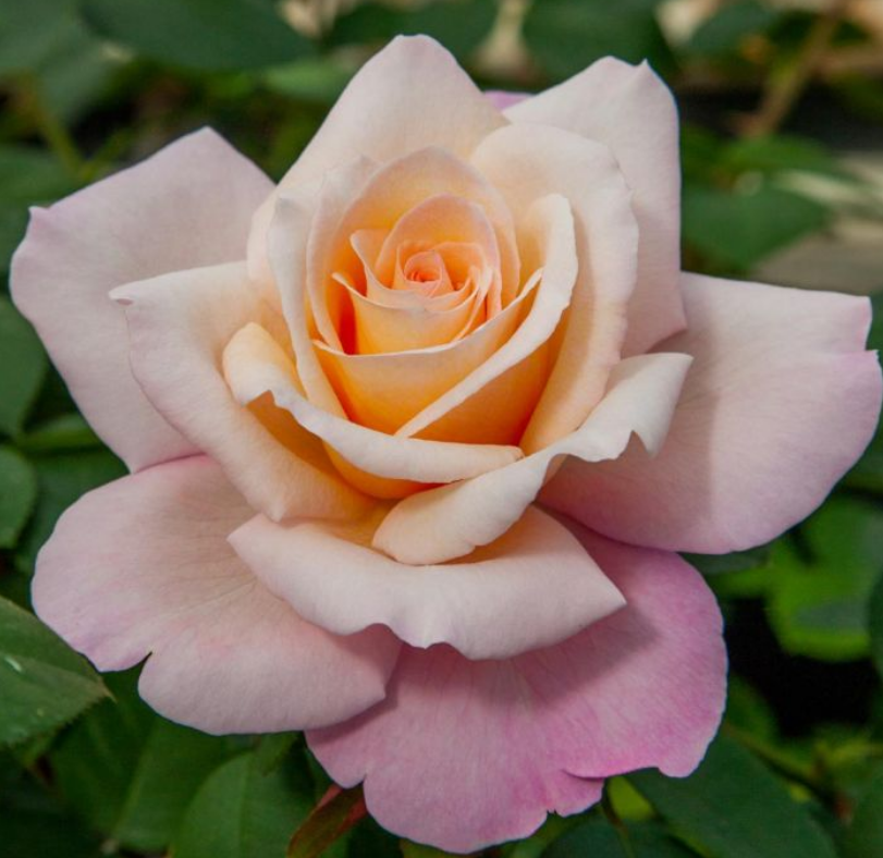 Primo piano di rosa Laetitia Casta dai toni crema e rosa chiaro con petali delicati.