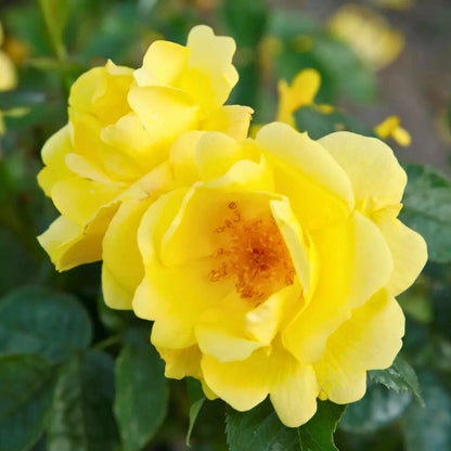 Rosa Lemon Fizz con grandi fiori giallo limone