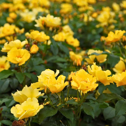 Pianta di rosa Lemon Fizz con abbondante fioritura giallo brillante e foglie verdi ornamentali