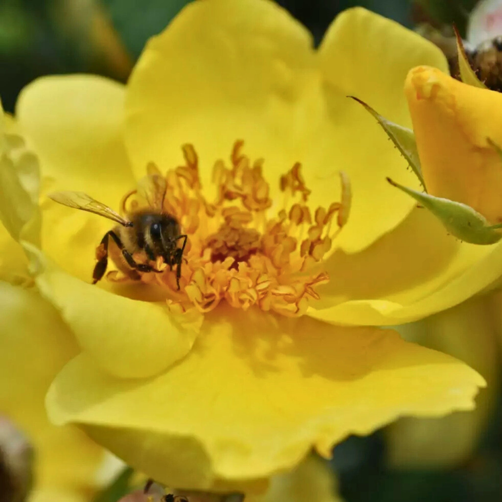 Dettaglio ravvicinato di rosa Lemon Fizz con petali giallo limone