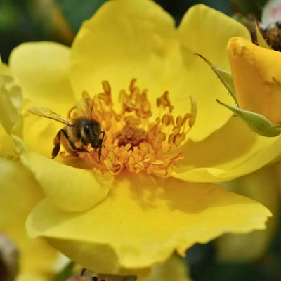 Dettaglio ravvicinato di rosa Lemon Fizz con petali giallo limone