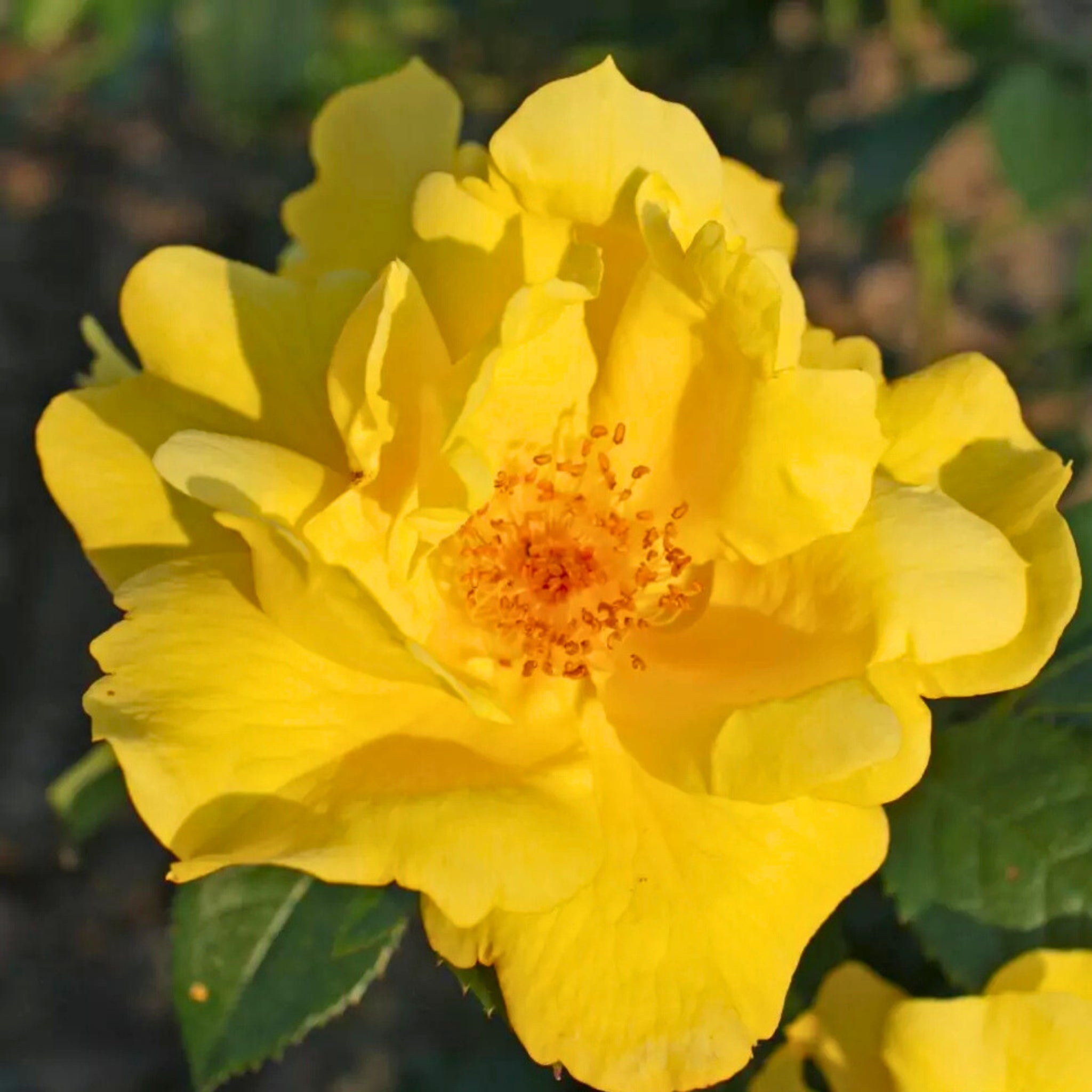 Primo piano di rosa Lemon Fizz con fiore giallo aperto e petali eleganti