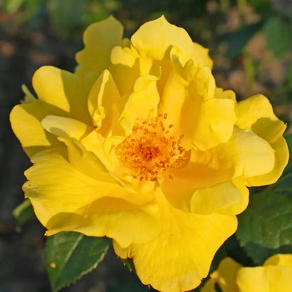 Primo piano di rosa Lemon Fizz con fiore giallo aperto e petali eleganti
