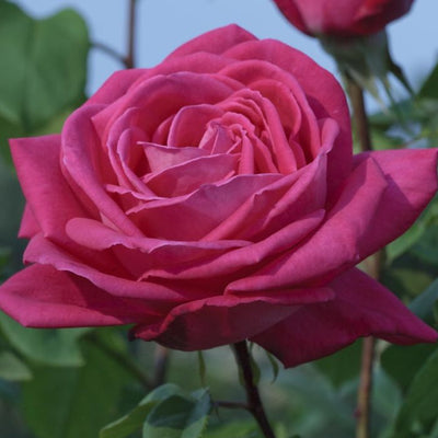 Rosa ‘Lolita Lempicka’ dai petali fucsia vellutati in piena fioritura.