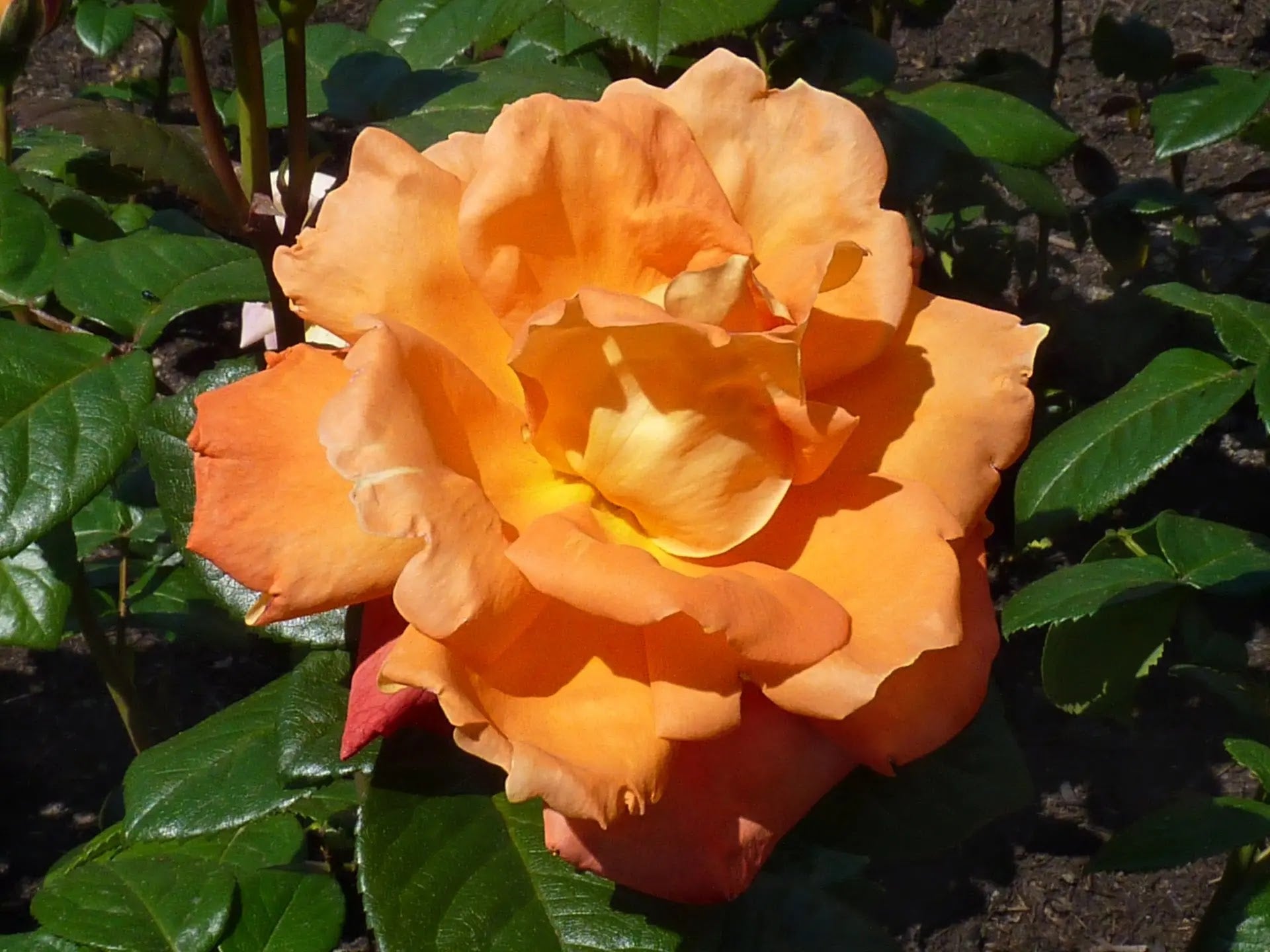 Rosa Louis De Funes con fiori arancio su cespuglio verde in giardino soleggiato